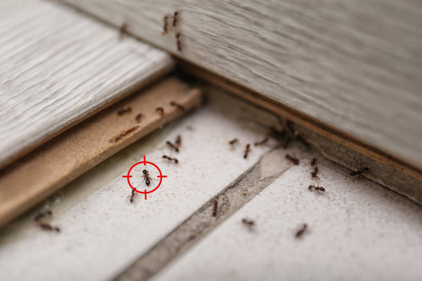 Best Cockroach Control Services  in Washington, WV